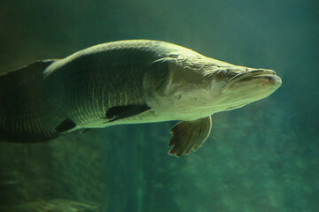 Fish under water. Arapaima fish - Pirarucu Arapaima gigas one largest freshwater fish. Fish in the...