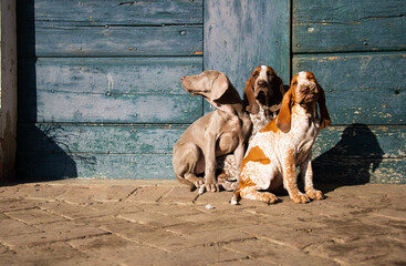 puppy moving his first step outside