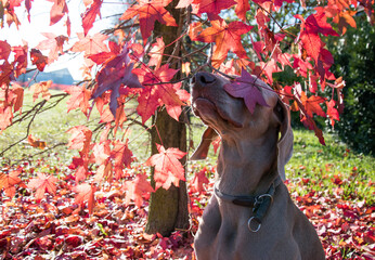 dog hiding with flowers