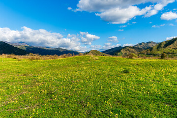 beautiful green meadow with yellow flowers and young spring grass on foreground and amazing mountains on background