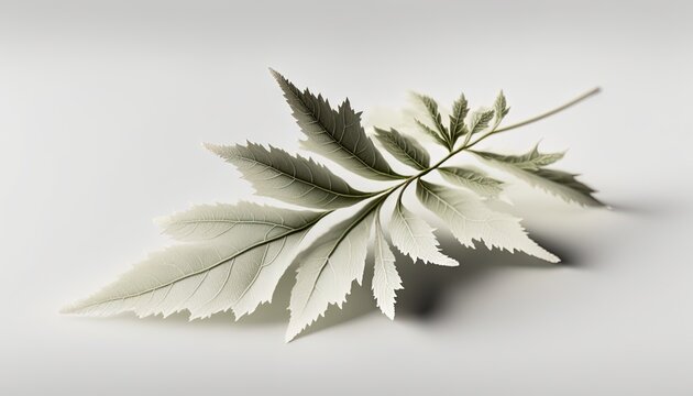  a white leaf with green leaves on a white background with a shadow of the leaves on the floor and the top half of the leaf.  generative ai