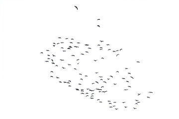 Flocks of flying wild duck isolated on white background. Save with clipping path.