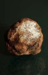 White truffle mushroom close up background botanical prints tuber magnatum family tuberaceae big size high quality picture