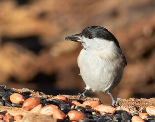 Marsh tit, Poecile palustris. A bird sits in the woods at the feeder, holding a seed in its beak