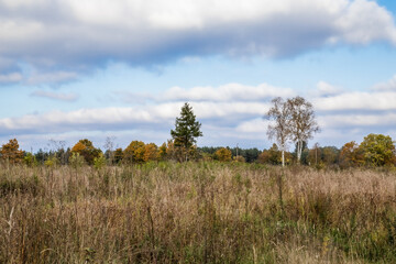 Fototapeta premium Autumn forest