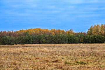 Fototapeta premium Autumn forest