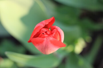 Out of focus. Red tulip flowers on a green background. Top view. Abstract background