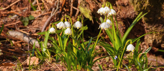bunch of summer snowflake blooming on the meadow. warm spring weather