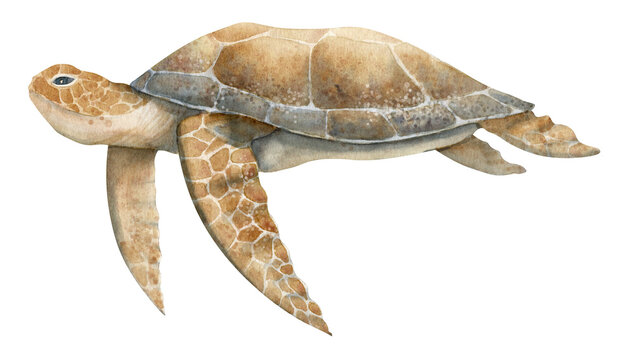 Watercolor hand drawn Sea Turtle on isolated background in beige and brown colors.er. Colorful drawing of wild underwater animal. Sketch of swimming marine tortoise for poster. Tropical reptile