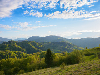Fototapeta na wymiar carpathian rural landscape in spring. trees on the grassy hills rolling in to the distant valley. wonderful scenery in warm evening light. fluffy clouds on the blue sky