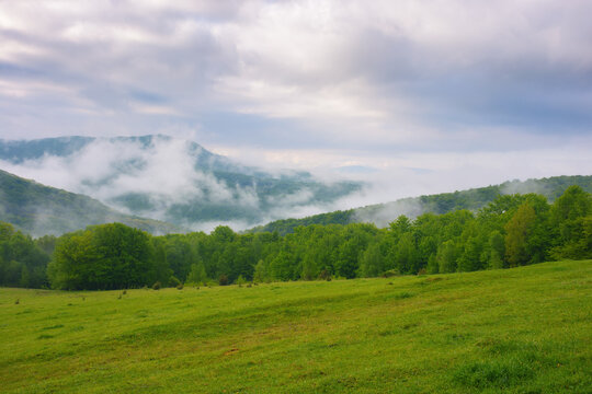 countryside mountain landscape. green meadows and forested hills in spring. misty morning with overcast sky