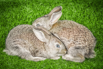 Two rabbits resting on a green grass nature background.