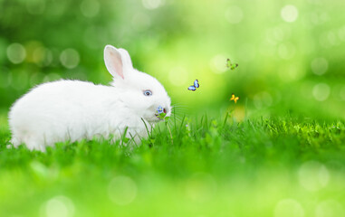 easter bunny with flying butterflies sitting on a green grass.