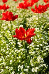 Obraz premium Red Flower 