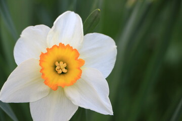 White daffodil flower close up. Green blurred background. Selective focus. Copy space
