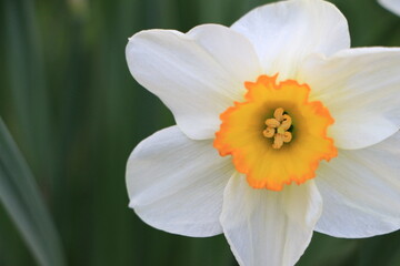 White daffodil flower close up. Green blurred background. Selective focus. Copy space