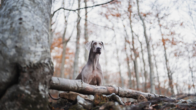 Weimaraner dog among autumn trees in forest