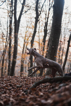 Weimaraner dog jumping in forest in autumn