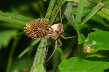 Crowned Nursery-web spider (Rothus sp.)