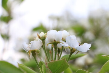 Obraz premium White pear flowers on a branch. Green leaves. Blurred background out of focus. Selective focus. Copy space