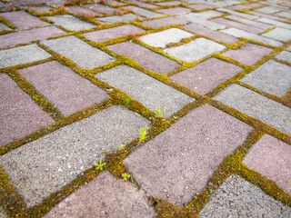 Paving slabs with seams overgrown with moss