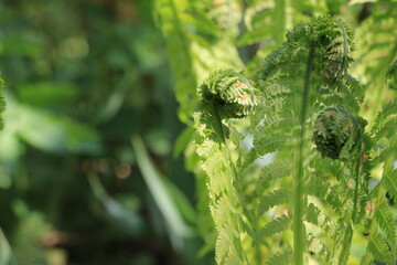 Green branches of a fern closeup. Blurred green background. bokeh. Background. Layer. Selective focus. Copy space