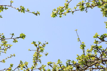 Green leaves on the branches of an apple tree. Against the background of the blue sky. Selective focus. Copy space