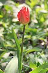 Naklejka premium Red tulip flowers in the garden. Green blured background. Sunny day. Selective focus. Copy space