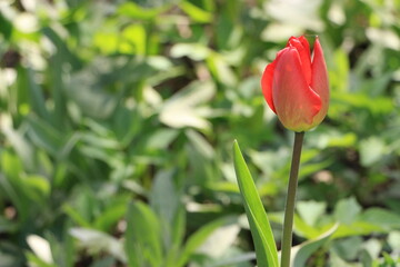 Red tulip flowers in the garden. Green blured background. Sunny day. Selective focus. Copy space