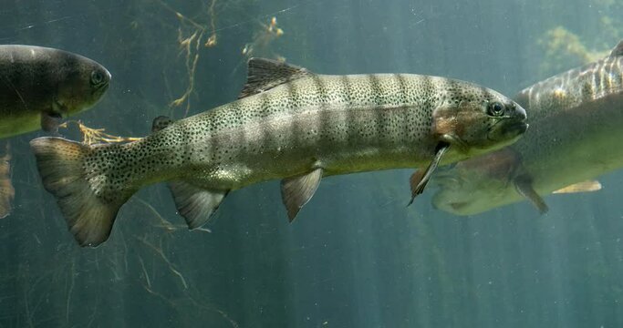 Rainbow Trout, salmo gairdneri, Fishes Swimming in a Freshwater Aquarium in France, Real Time 4K