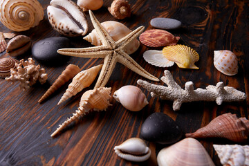 shells on the wooden background