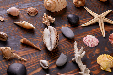 shells on the wooden background