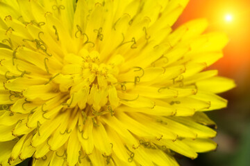 Blooming yellow dandelions close up, yellow flowers background. Macro. Selective focus