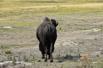 american buffalo in the field south dakota