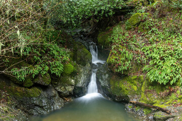 Cascade waterfalls at Cataract Falls. Mount Tamalpais State Park, Marin County, California, USA.