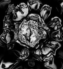 black and white rose