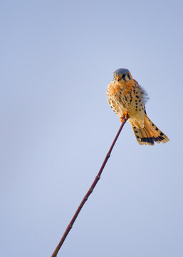 American Kestrel.Perching on a tree  twig 