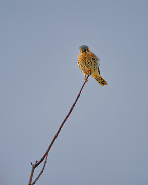American Kestrel.Perching on a tree twig on a cloudy day.