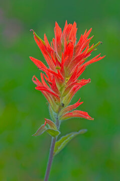 India paintbrush.Each petal is a vibrant shade of red, with a slight gradient towards the edges that gives the flower a sense of depth and dimensionality.  