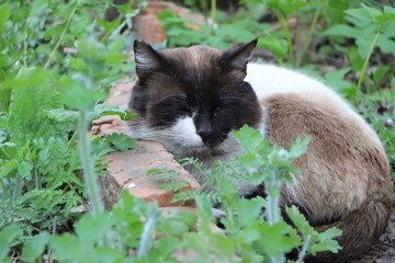 Siamese cat lies in the green grass in the garden. Selective focus. Copy space