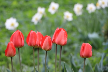 Fototapeta premium Red tulip flowers in the garden closeup. Background blurred spots of flowers of white daffodils out of focus. Selective focus