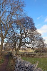 Track through winter trees and dry stone walls, Derbyshire England
