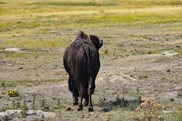 american buffalo in the field south dakota