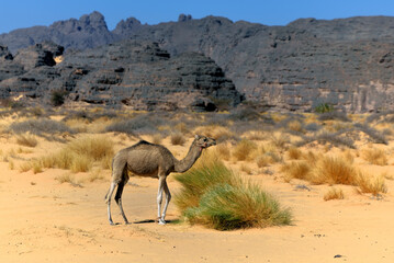 WILD CAMELS IN THE SAHARA DESERT IN ALGERIA IN NORTH AFRICA
