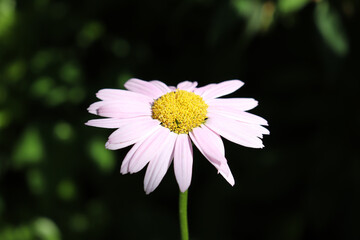 Obraz premium photo of flower persian chamomile