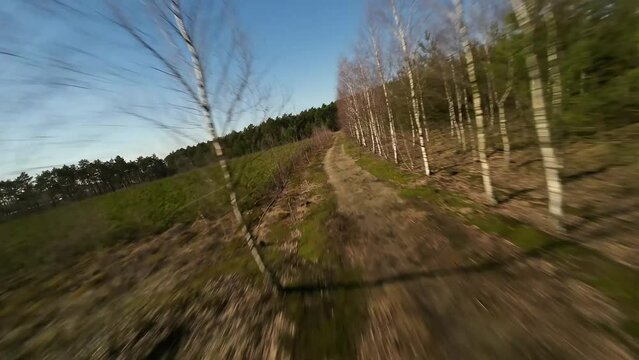 FPV Birch forest