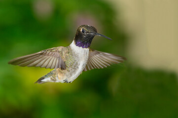 Fototapeta na wymiar Black-Chinned Hummingbird Searching for Nectar in the Green Garden