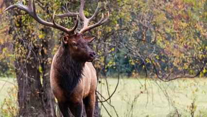 Large Bull Elk Watching Over His Harem During the Autumn Rut