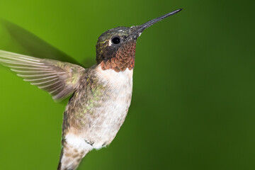 Ruby Throated Hummingbird Hovering in the Green Forest