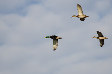 Mallard Ducks Flying in a Blue Sky